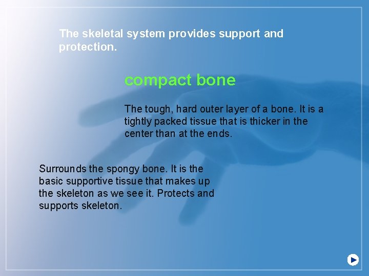 The skeletal system provides support and protection. compact bone The tough, hard outer layer
