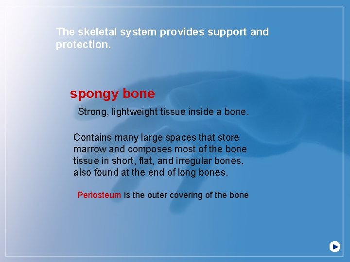 The skeletal system provides support and protection. spongy bone Strong, lightweight tissue inside a