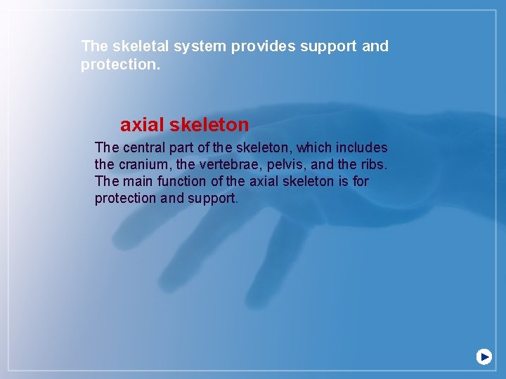 The skeletal system provides support and protection. axial skeleton The central part of the