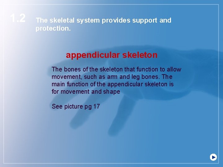 1. 2 The skeletal system provides support and protection. appendicular skeleton The bones of