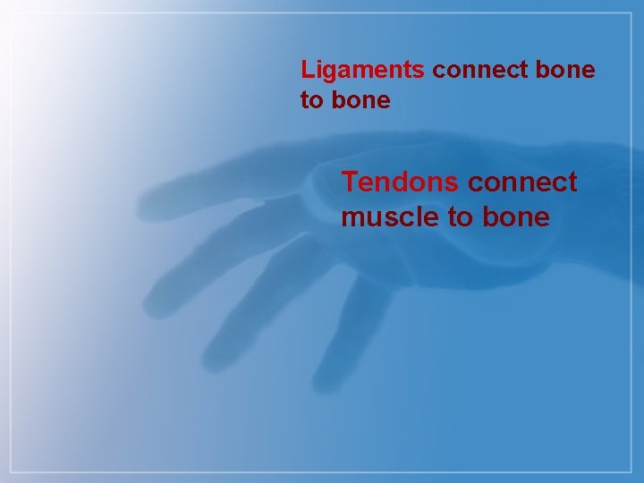 Ligaments connect bone to bone Tendons connect muscle to bone 