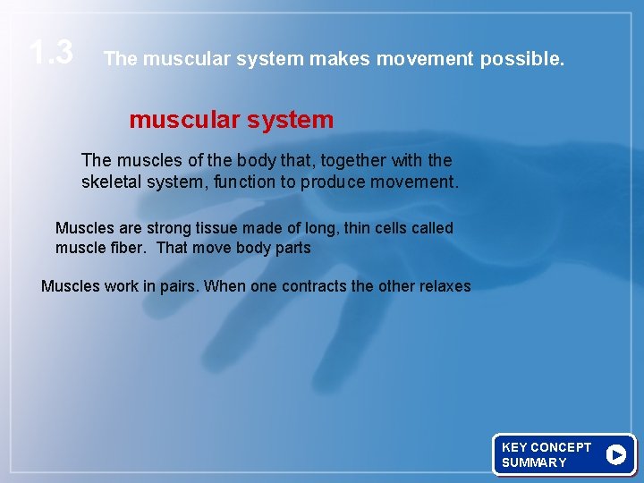 1. 3 The muscular system makes movement possible. muscular system The muscles of the