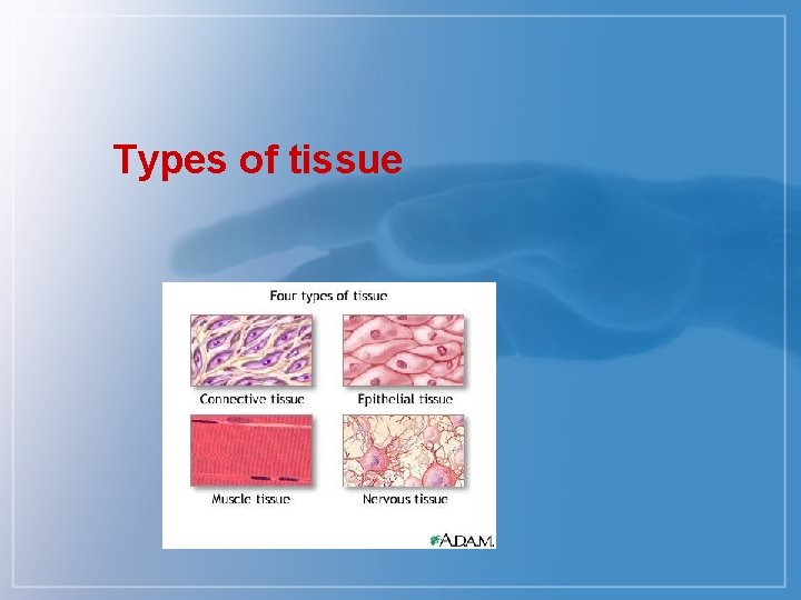 Types of tissue 