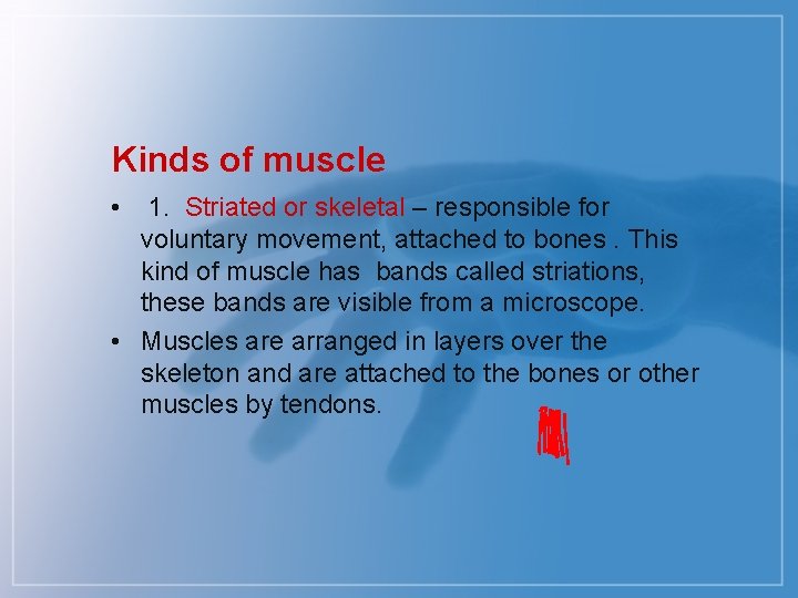 Kinds of muscle • 1. Striated or skeletal – responsible for voluntary movement, attached