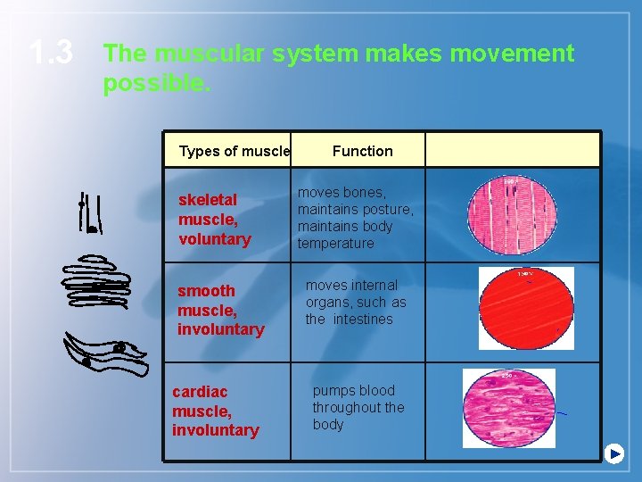 1. 3 The muscular system makes movement possible. Types of muscle skeletal muscle, voluntary