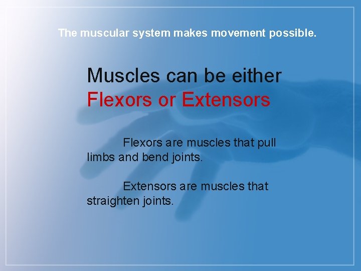 The muscular system makes movement possible. Muscles can be either Flexors or Extensors Flexors