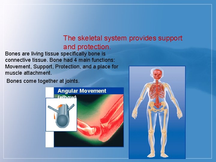 The skeletal system provides support and protection. Bones are living tissue specifically bone is