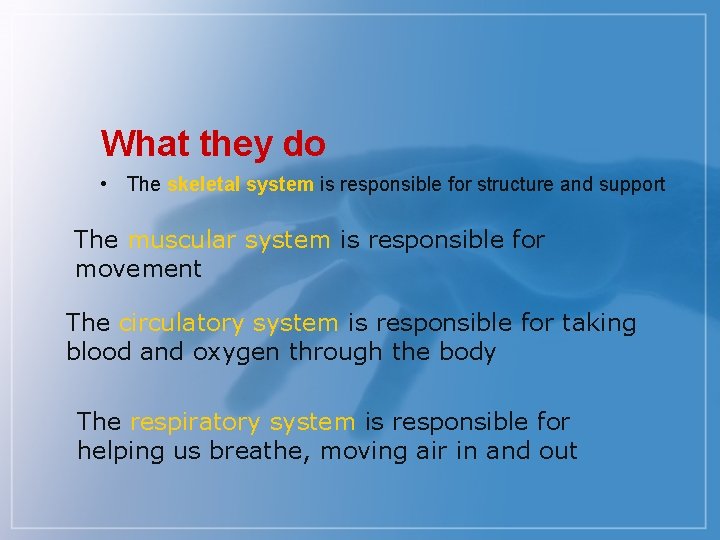 What they do • The skeletal system is responsible for structure and support The