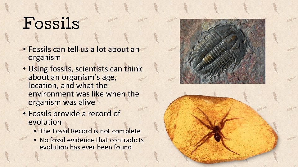 Fossils • Fossils can tell us a lot about an organism • Using fossils,