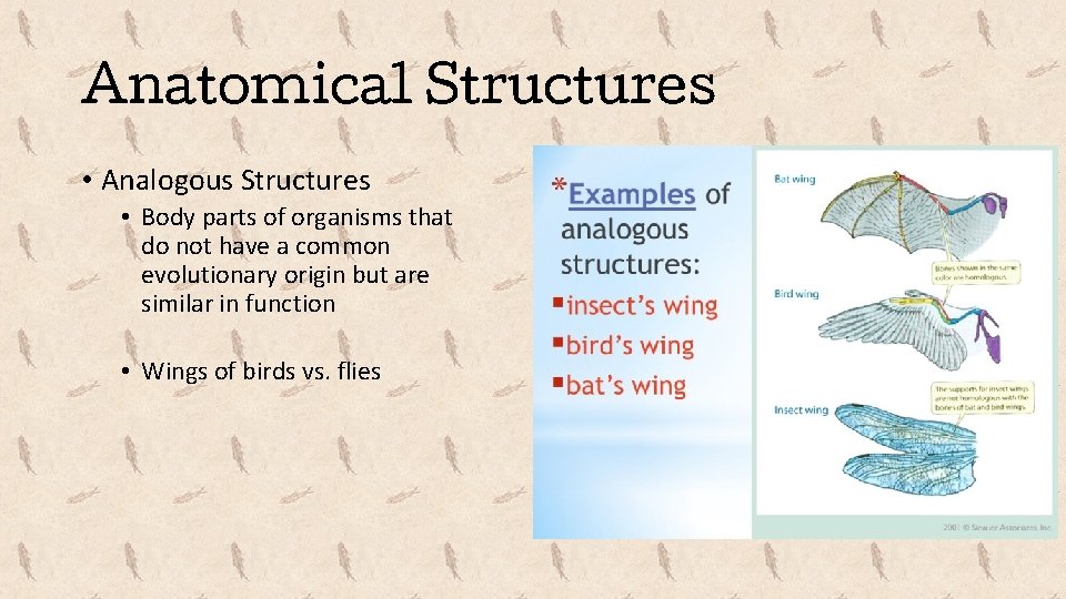 Anatomical Structures • Analogous Structures • Body parts of organisms that do not have