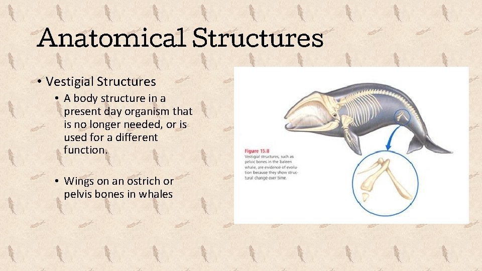 Anatomical Structures • Vestigial Structures • A body structure in a present day organism