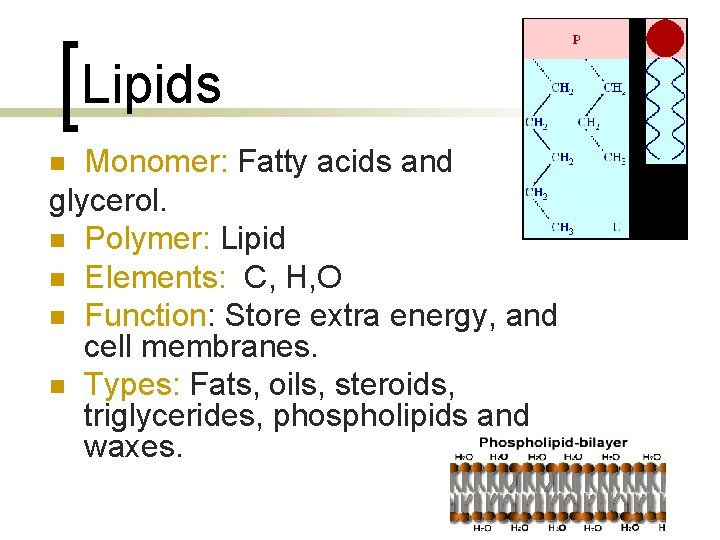 Lipids Monomer: Fatty acids and glycerol. n Polymer: Lipid n Elements: C, H, O