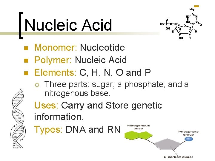 Nucleic Acid n n n Monomer: Nucleotide Polymer: Nucleic Acid Elements: C, H, N,