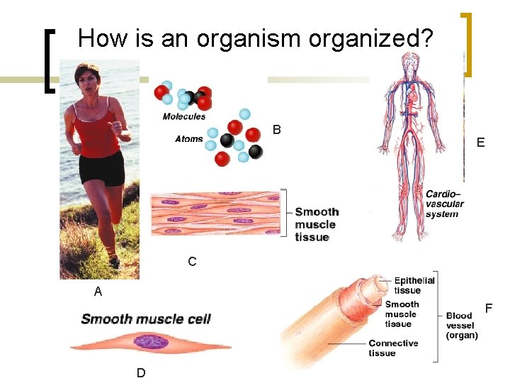 How is an organism organized? B E C A F D 