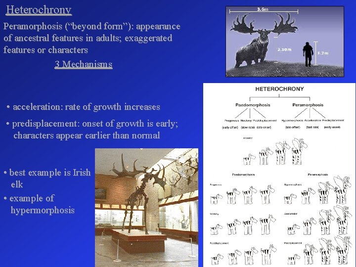 Heterochrony Peramorphosis (“beyond form”): appearance of ancestral features in adults; exaggerated features or characters