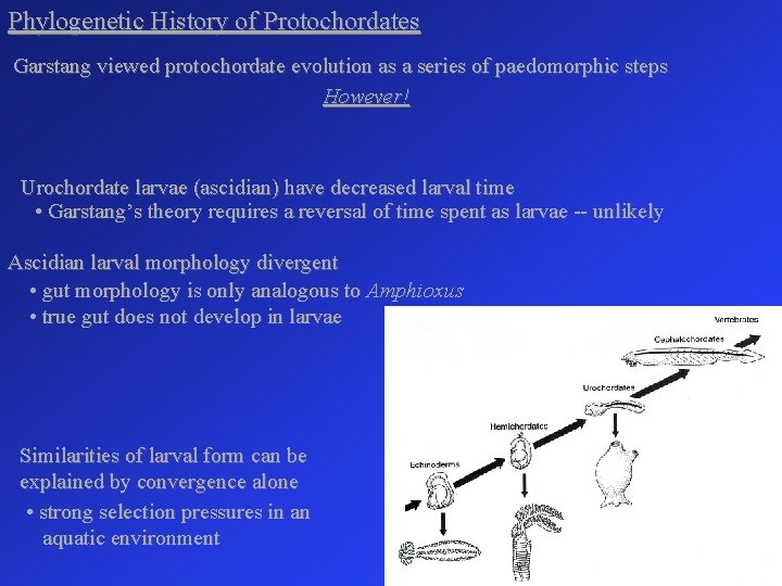 Phylogenetic History of Protochordates Garstang viewed protochordate evolution as a series of paedomorphic steps