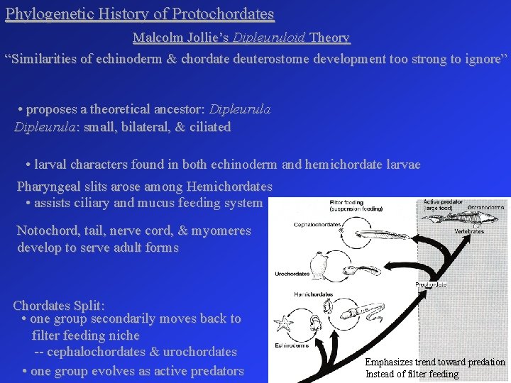 Phylogenetic History of Protochordates Malcolm Jollie’s Dipleuruloid Theory “Similarities of echinoderm & chordate deuterostome