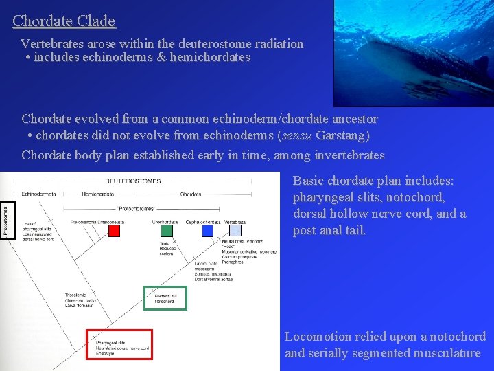 Chordate Clade Vertebrates arose within the deuterostome radiation • includes echinoderms & hemichordates Chordate