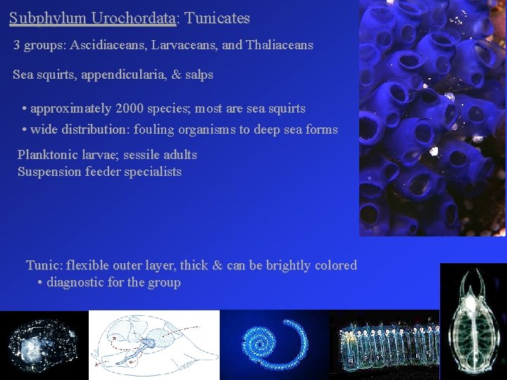 Subphylum Urochordata: Tunicates 3 groups: Ascidiaceans, Larvaceans, and Thaliaceans Sea squirts, appendicularia, & salps