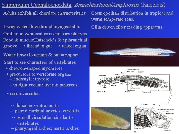 Subphylum Cephalochordata: Branchiostoma/Amphioxus (lancelets) Adults exhibit all chordate characteristics Cosmopolitan distribution in tropical and