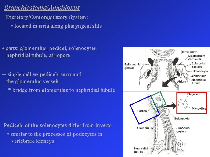 Branchiostoma/Amphioxus Excretory/Osmoregulatory System: • located in atria along pharyngeal slits • parts: glomerulus, pedicel,