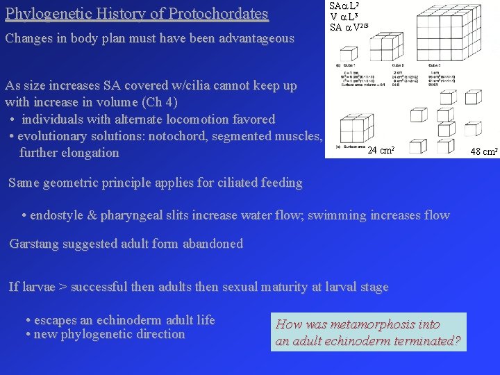 Phylogenetic History of Protochordates Changes in body plan must have been advantageous As size