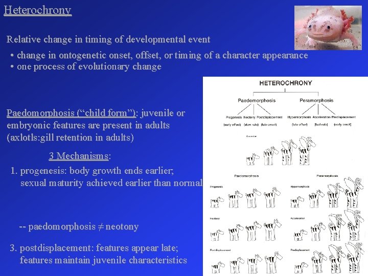 Heterochrony Relative change in timing of developmental event • change in ontogenetic onset, offset,
