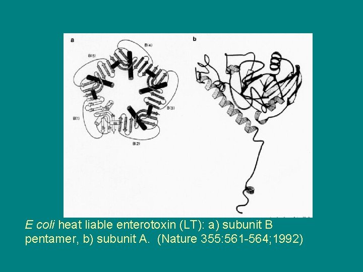 E coli heat liable enterotoxin (LT): a) subunit B pentamer, b) subunit A. (Nature