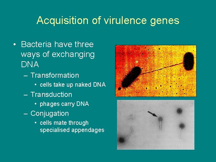 Acquisition of virulence genes • Bacteria have three ways of exchanging DNA – Transformation