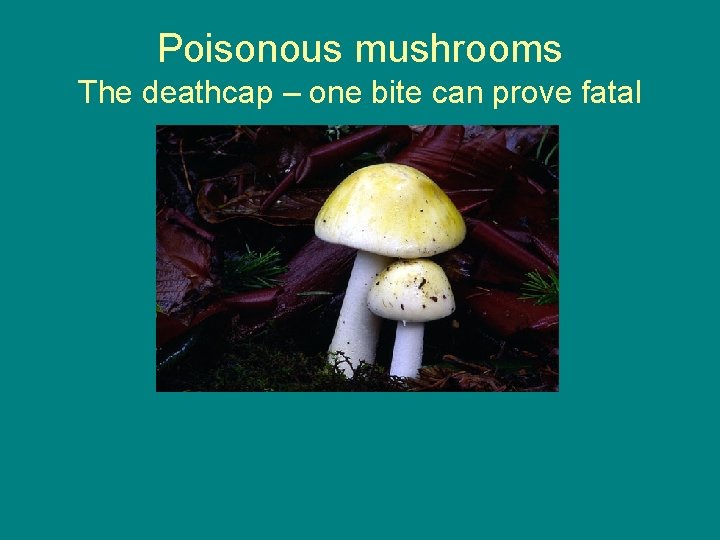 Poisonous mushrooms The deathcap – one bite can prove fatal 