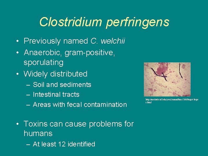 Clostridium perfringens • Previously named C. welchii • Anaerobic, gram-positive, sporulating • Widely distributed