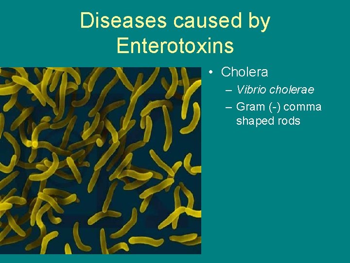 Diseases caused by Enterotoxins • Cholera – Vibrio cholerae – Gram (-) comma shaped