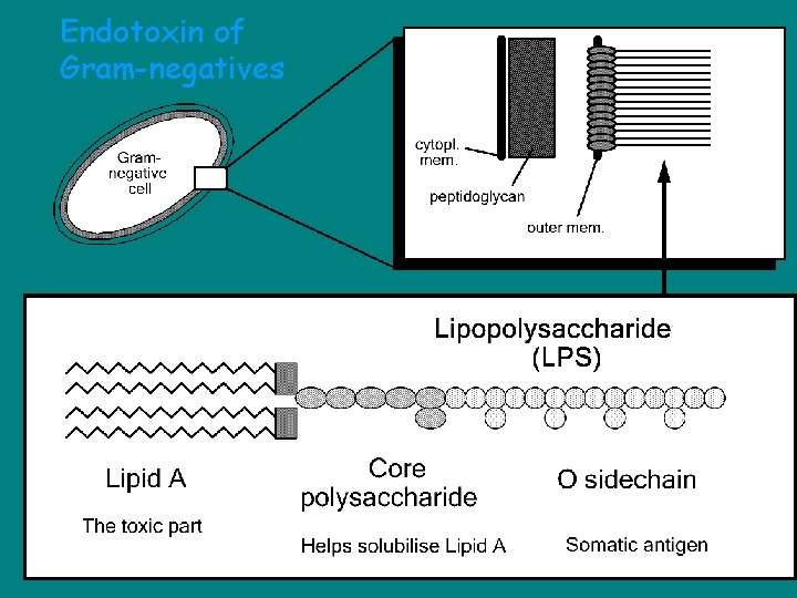 Endotoxin of Gram-negatives 
