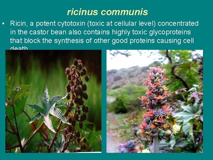 ricinus communis • Ricin, a potent cytotoxin (toxic at cellular level) concentrated in the