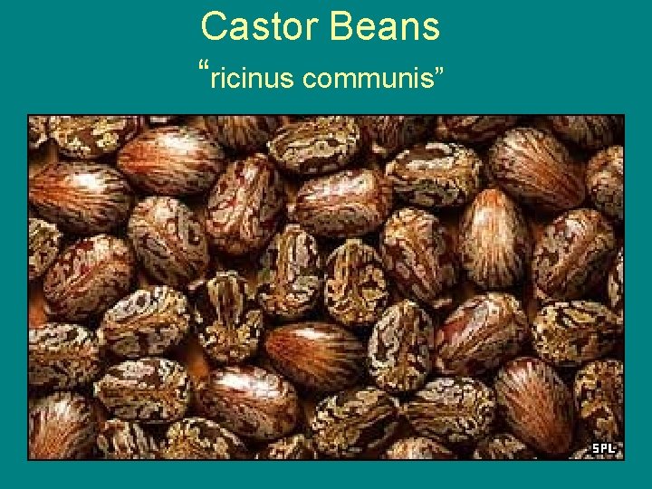 Castor Beans “ricinus communis” • 