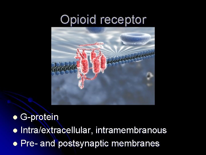Opioid receptor G-protein l Intra/extracellular, intramembranous l Pre- and postsynaptic membranes l 