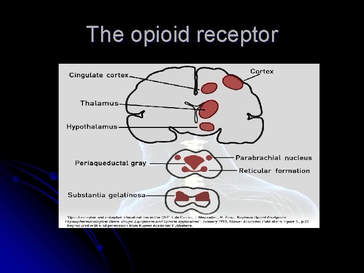 The opioid receptor 