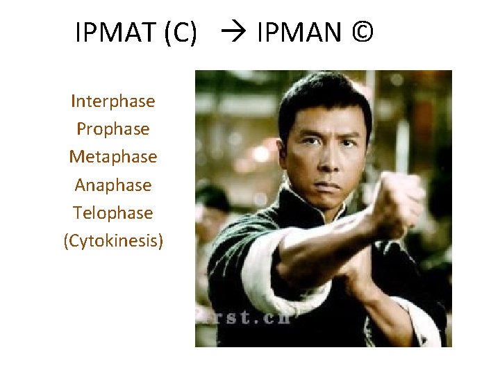 IPMAT (C) IPMAN © Interphase Prophase Metaphase Anaphase Telophase (Cytokinesis) 