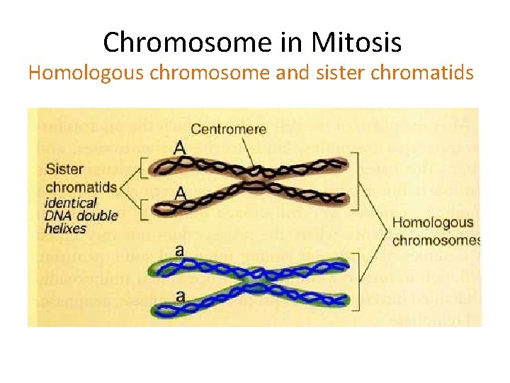 Chromosome in Mitosis Homologous chromosome and sister chromatids 