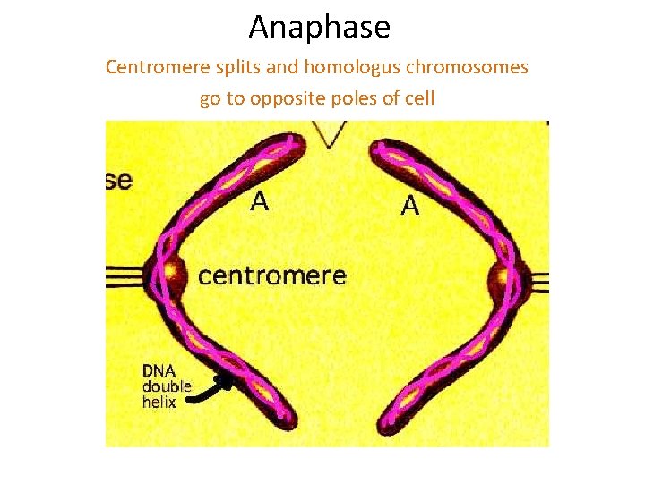 Anaphase Centromere splits and homologus chromosomes go to opposite poles of cell 