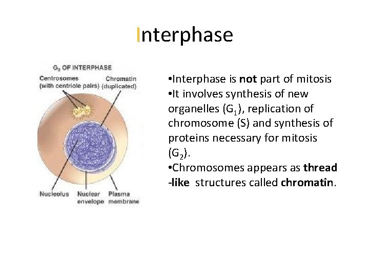 Interphase • Interphase is not part of mitosis • It involves synthesis of new