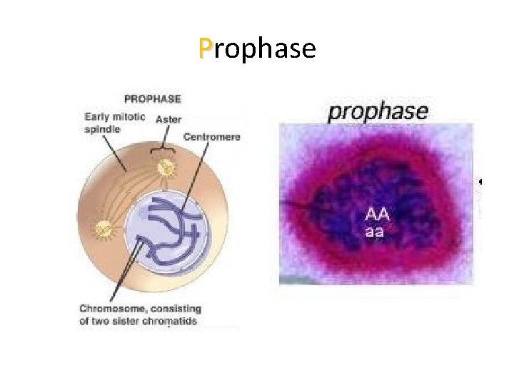 Prophase 