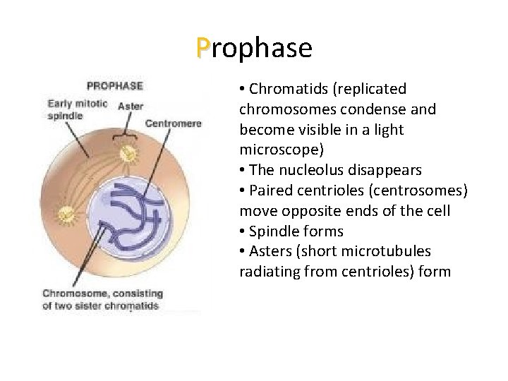 Prophase • Chromatids (replicated chromosomes condense and become visible in a light microscope) •