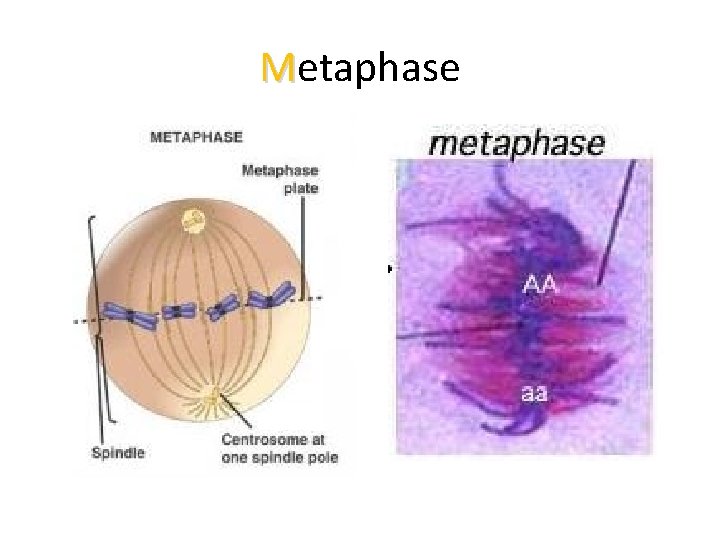 Metaphase 