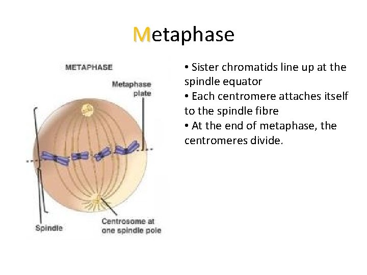 Metaphase • Sister chromatids line up at the spindle equator • Each centromere attaches