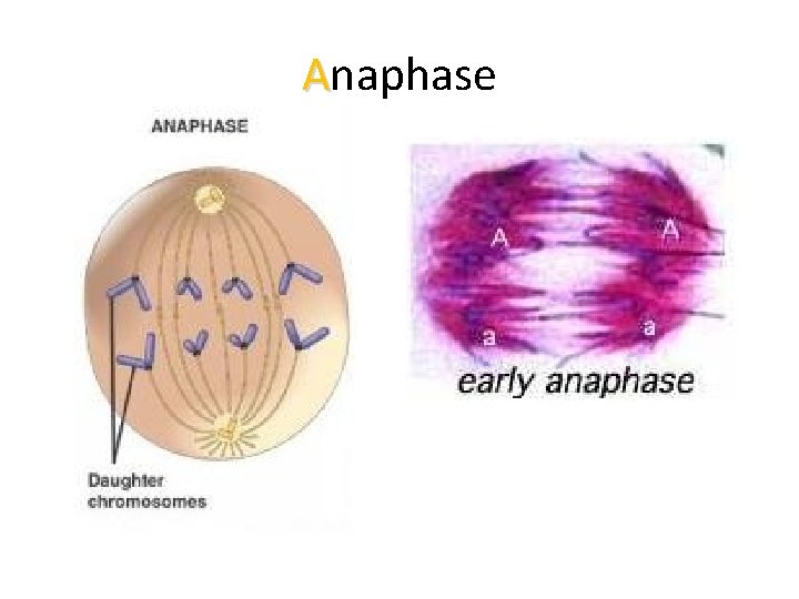 Anaphase 