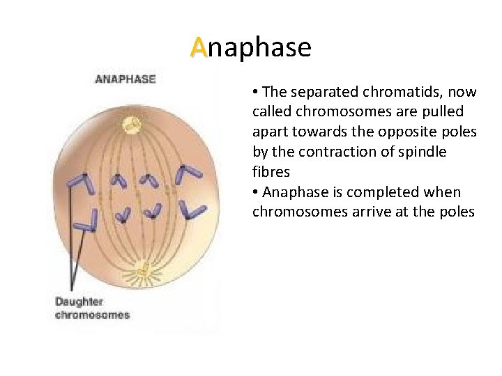 Anaphase • The separated chromatids, now called chromosomes are pulled apart towards the opposite
