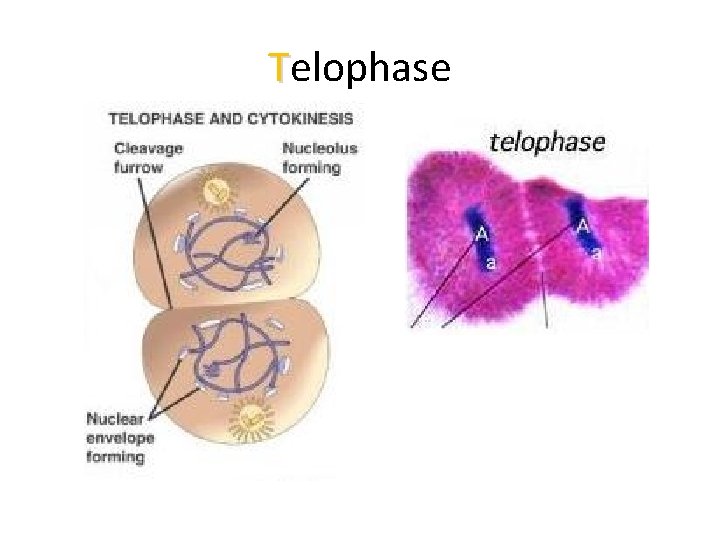 Telophase 
