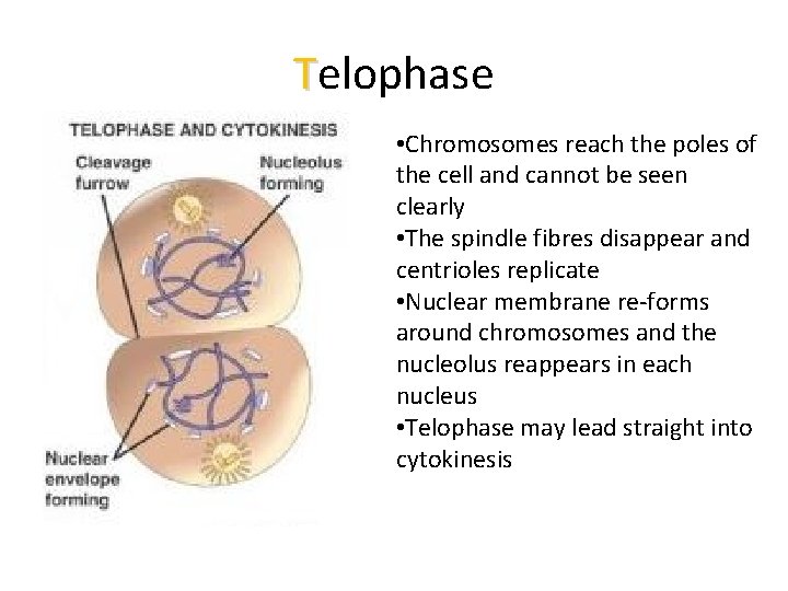 Telophase • Chromosomes reach the poles of the cell and cannot be seen clearly