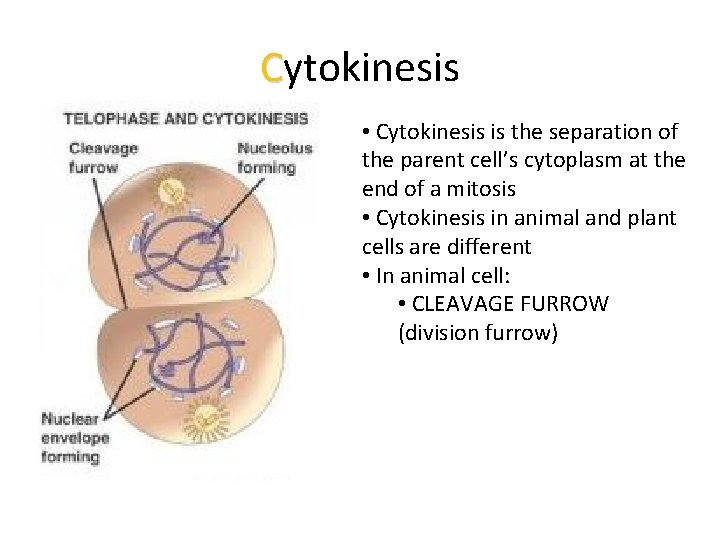 Cytokinesis • Cytokinesis is the separation of the parent cell’s cytoplasm at the end